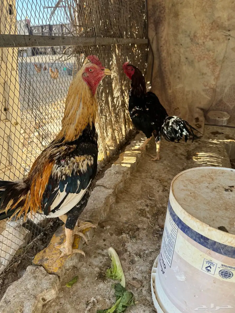 صوص باكستاني اصيل 18