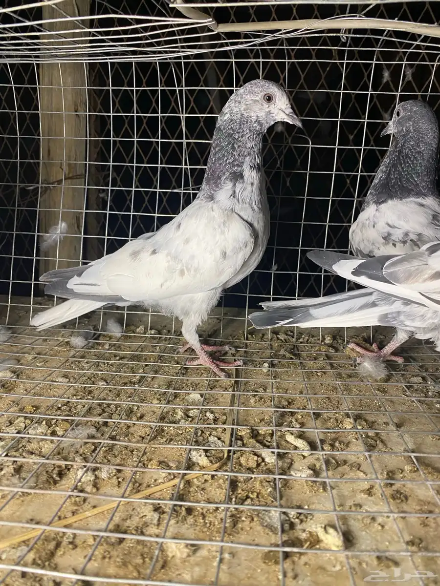 طبات باكستاني 14
