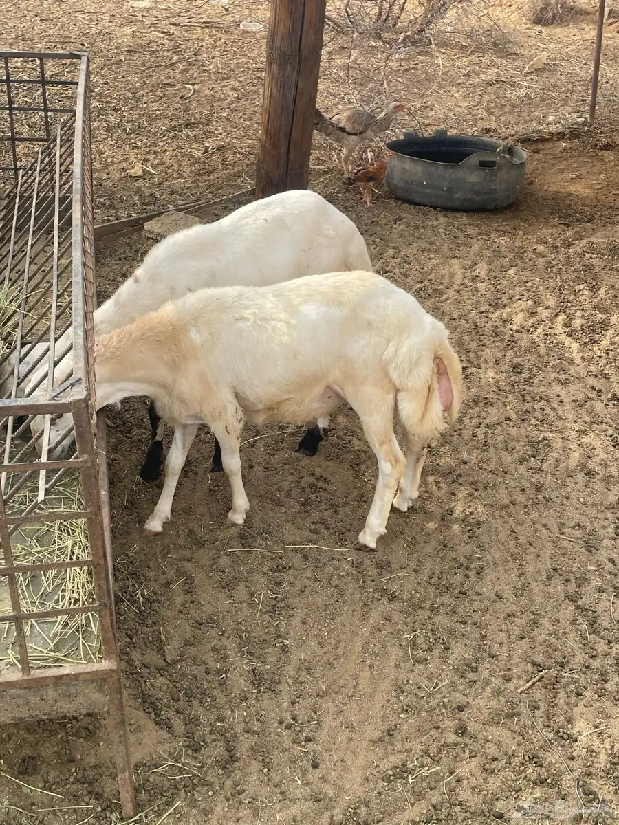 خمسه فران بلدي 3