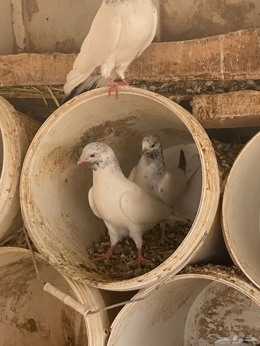 طبات باكستاني 3