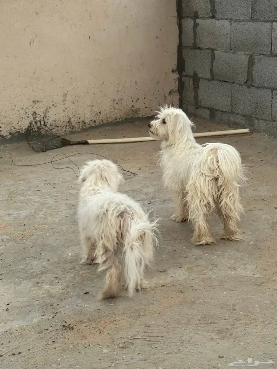 للبيع كلاب مالتيز 1