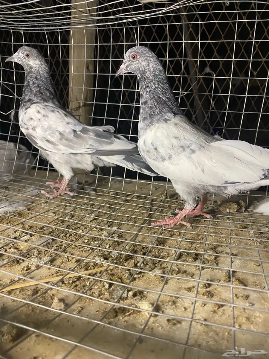 طبات باكستاني 23