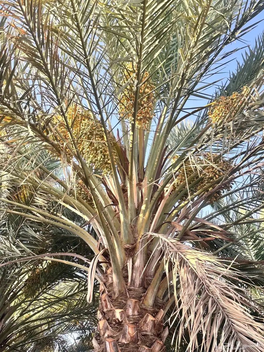صيف نخل برني وعجوة 5