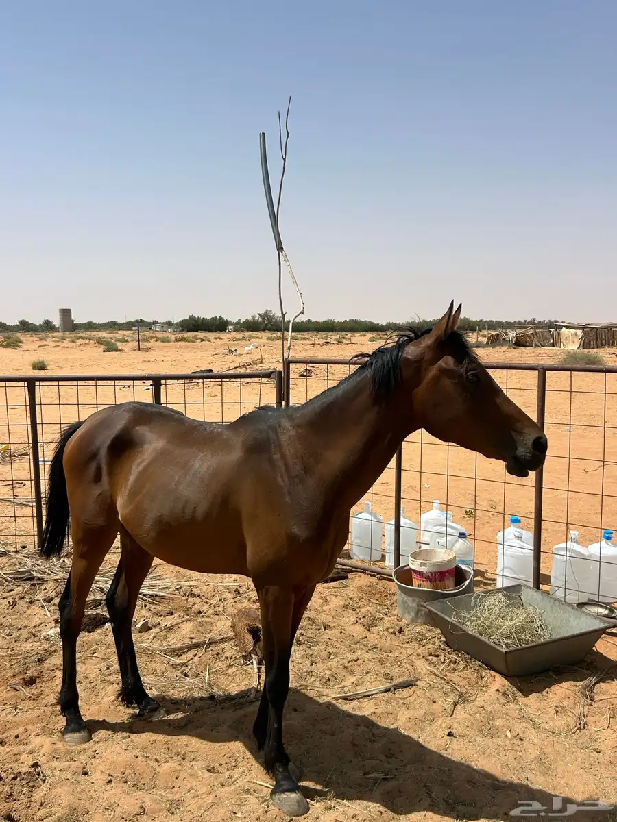 حصان شعبي 0