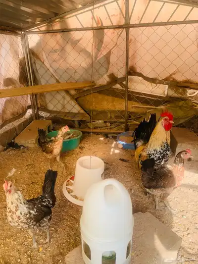 مشروع دجاج عربي وافرق كامل 35