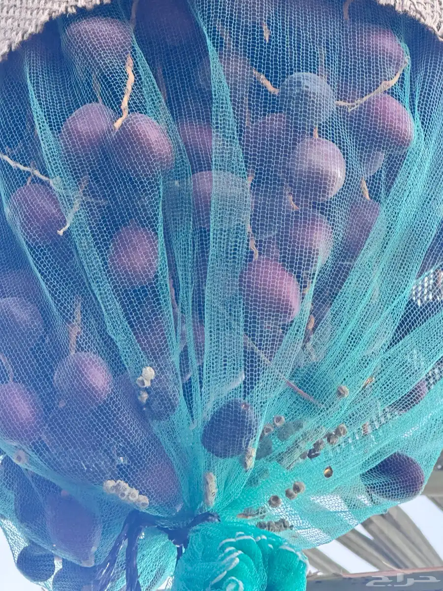 صيف نخل برني وعجوة 3