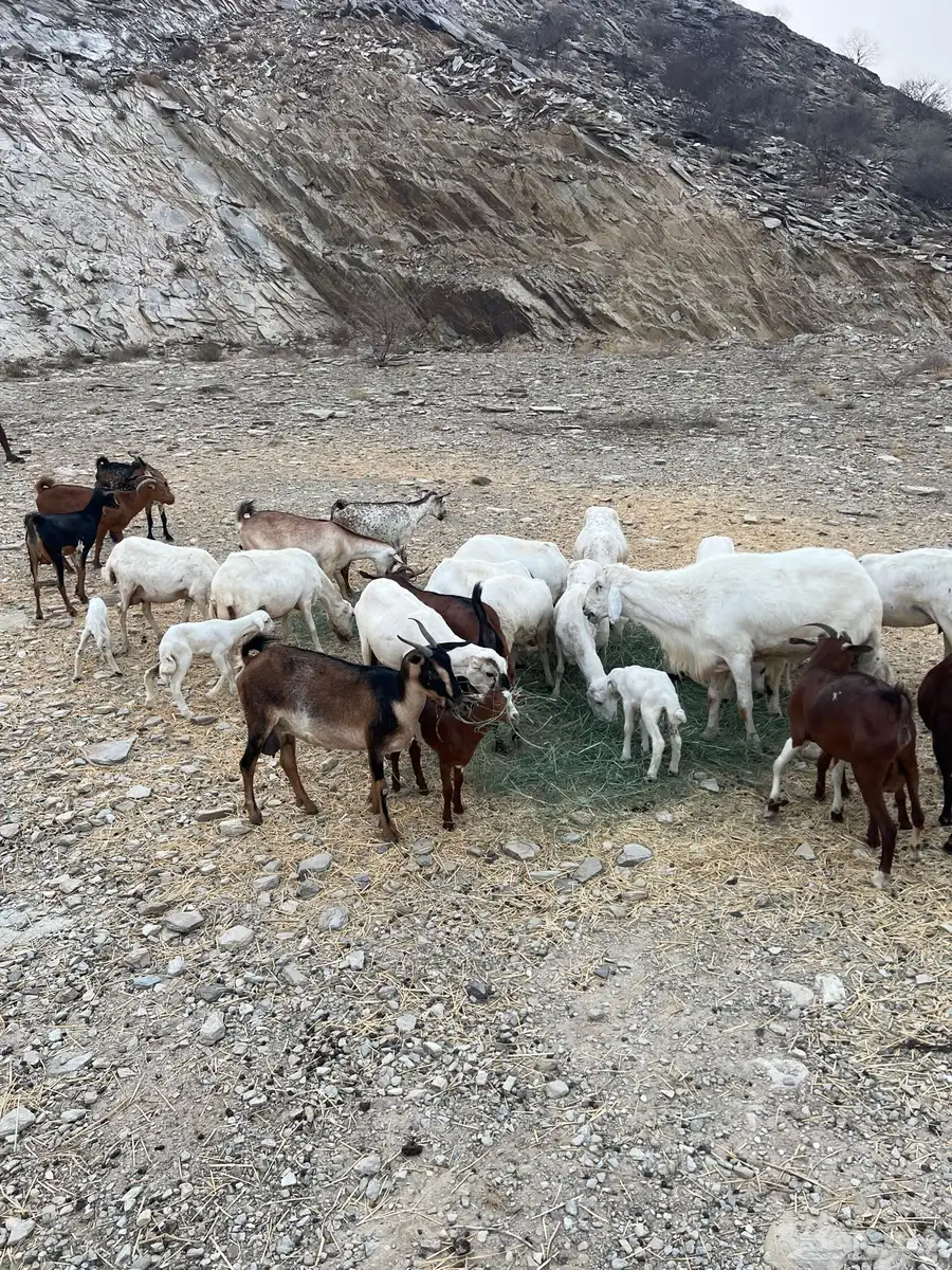 محايل 4