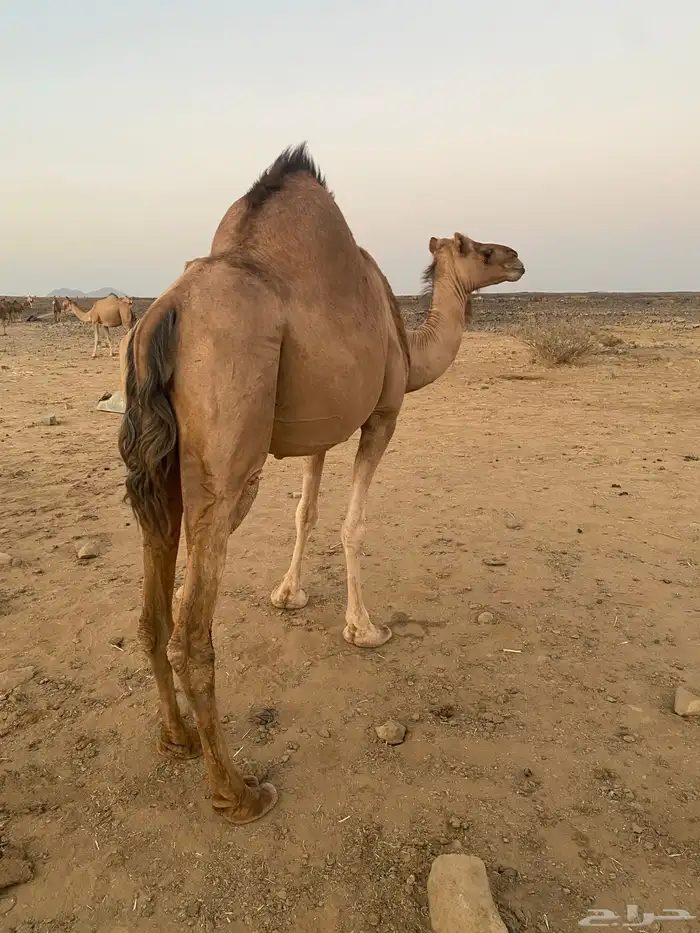 ابل للبيع 3