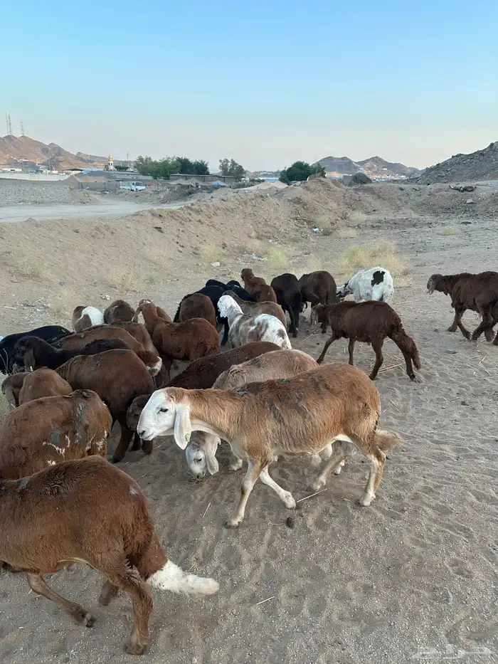 طليان سواكن حمري 9