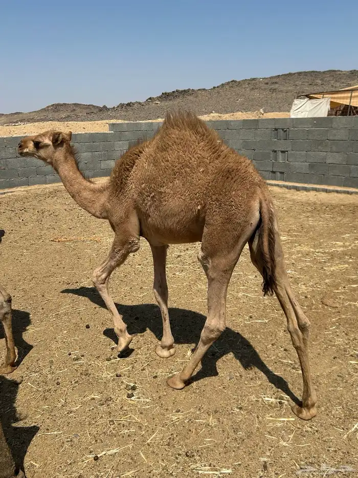 حشو قعدان للبيع 0
