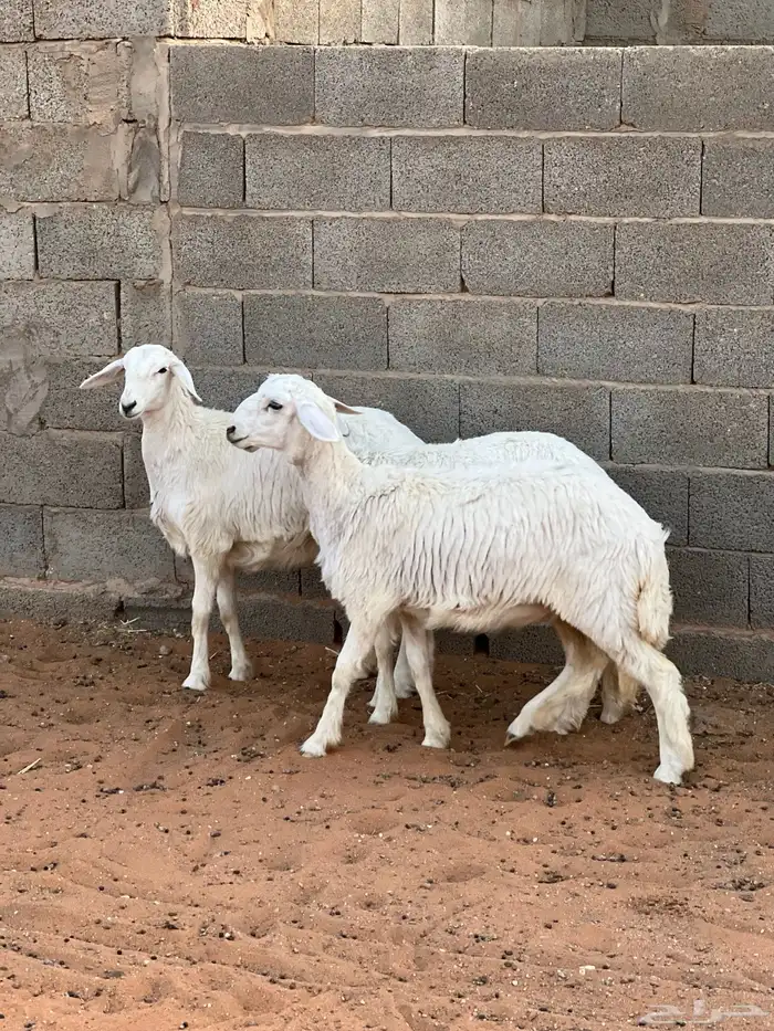 تم البيع رخال حريات 0