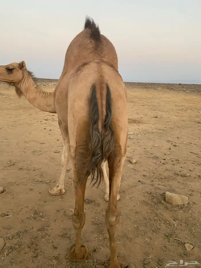 ابل للبيع 5