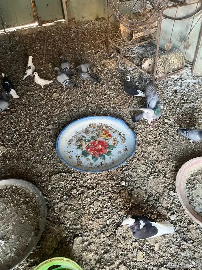 حمام مشكل منتج 12