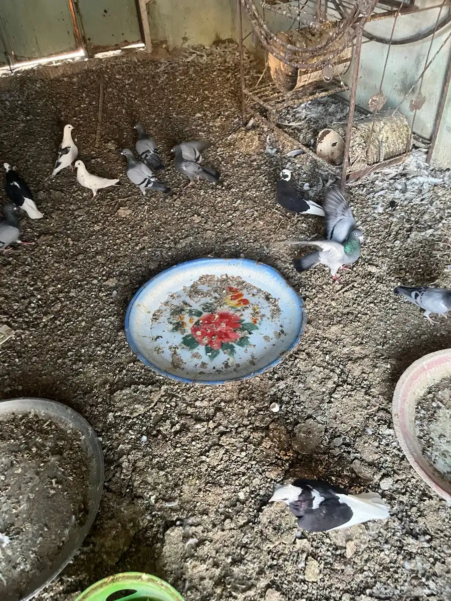 حمام مشكل منتج 12
