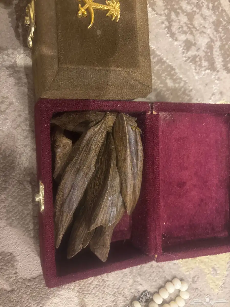 عود طبيعي 100   حجم جامبوا 2