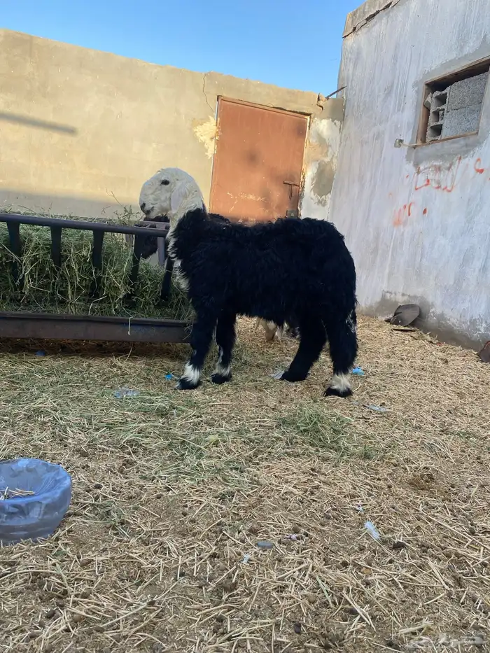 طليان نجد 0