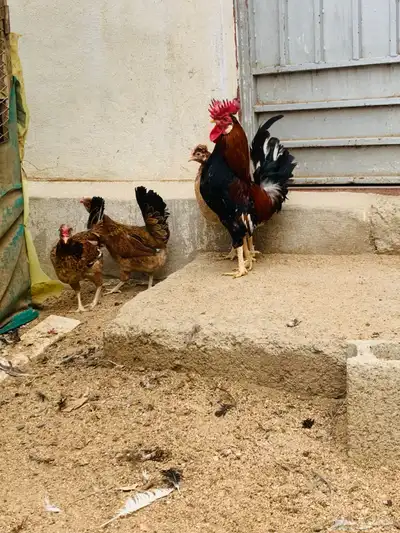 مشروع دجاج عربي وافرق كامل 5