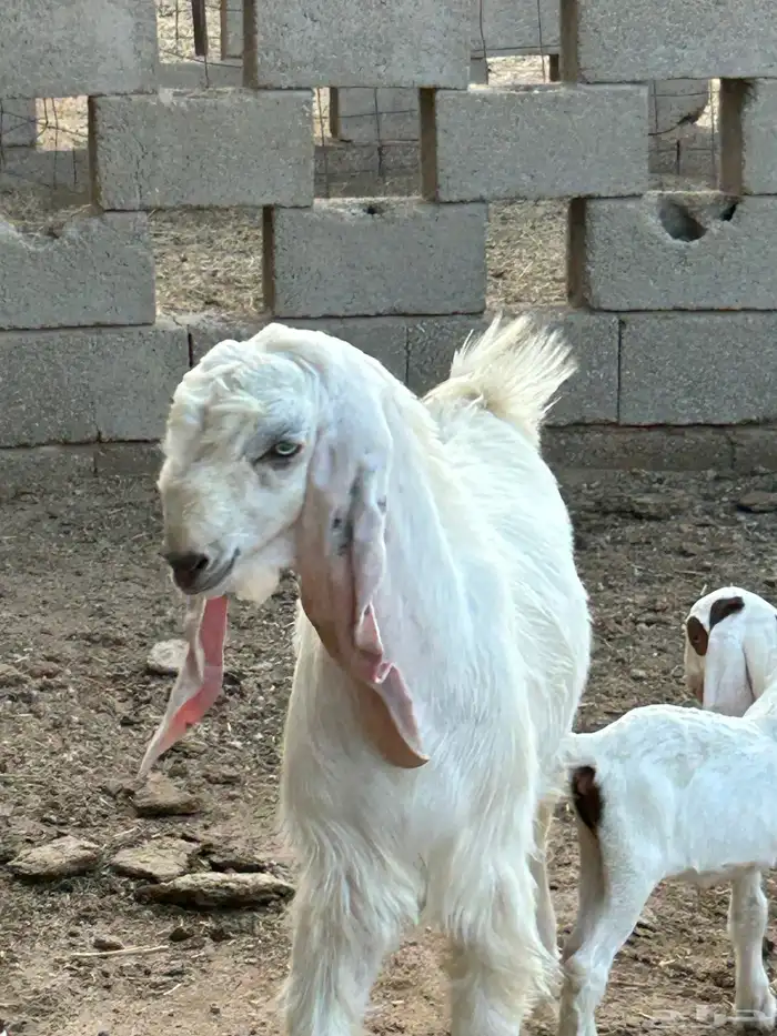 مشروع فحل تيس ابيض 0