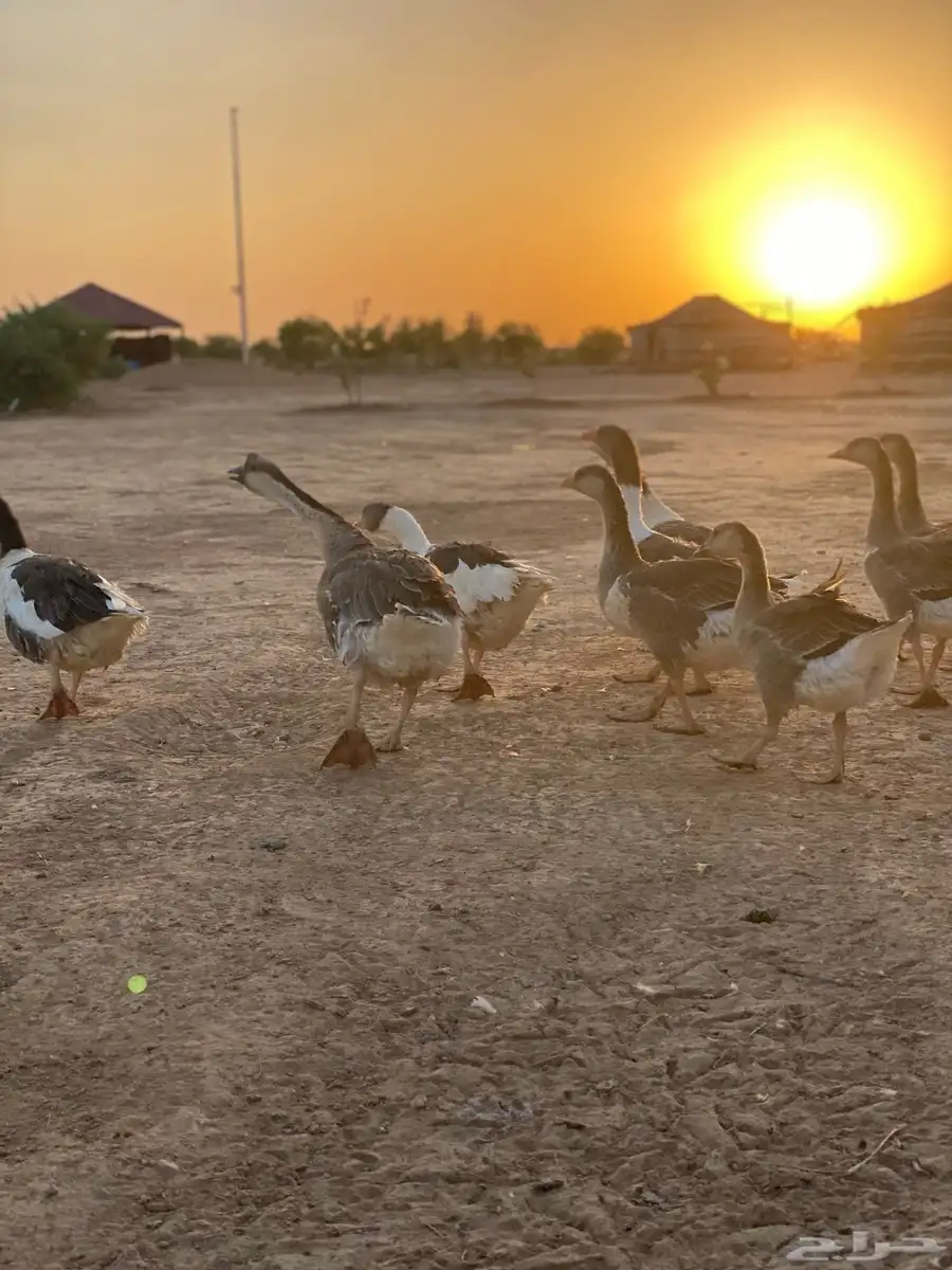 وز عراقي 2