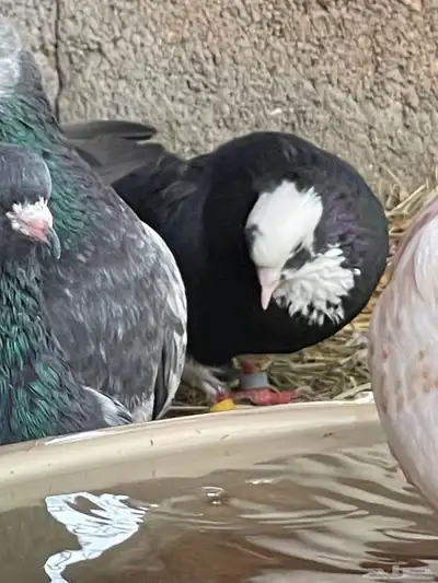 حمام قطيفي قلاب جو أساسات 24