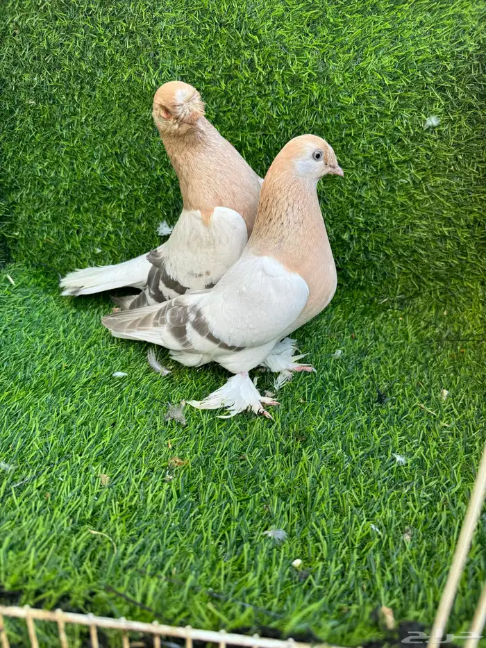 جوز تركي اورفلي 4