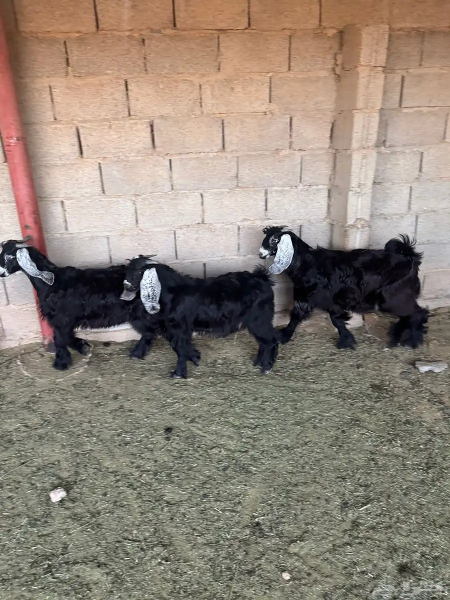 عوارض 5