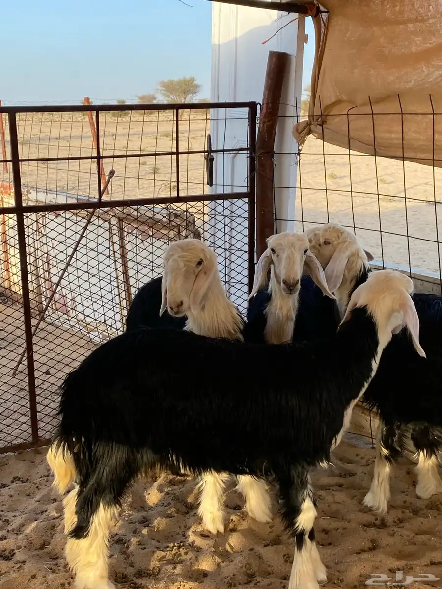 الطائف 8