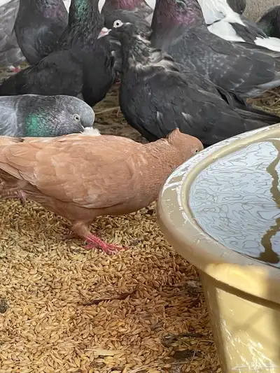 حمام قطيفي قلاب جو أساسات 5