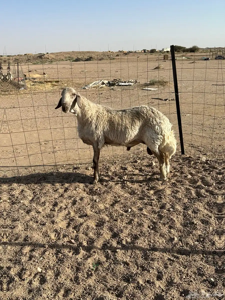 طلي جذع سواكني مع حري 1