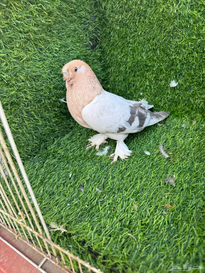 جوز تركي اورفلي 5