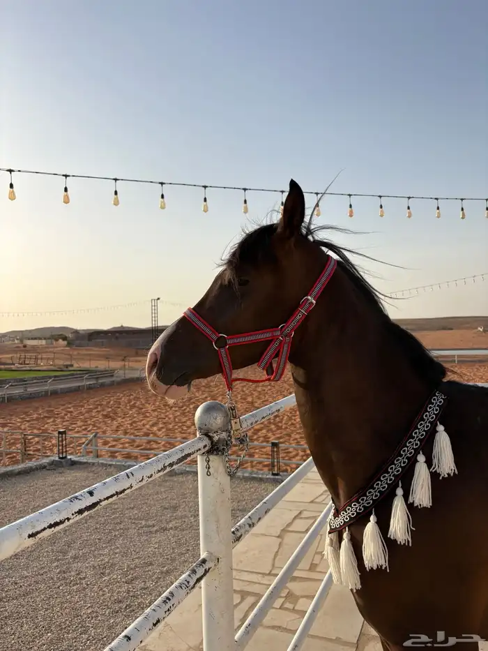 مهر واهو حفيد ابطال 1