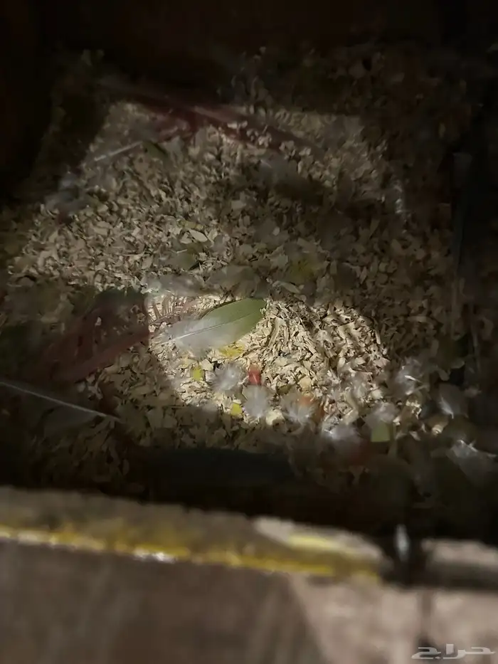 جوز كنيور اناناس 2