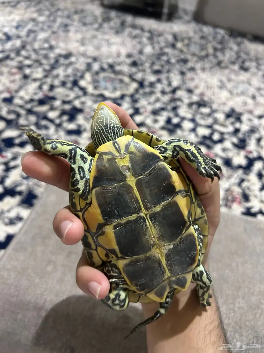 سلحفه 2
