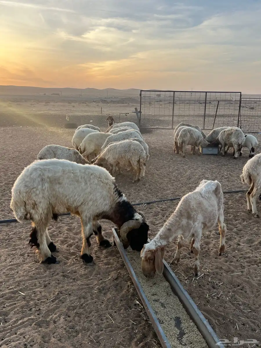 ضن نعيم 0
