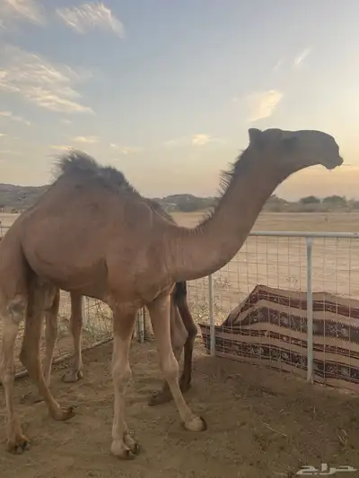 قعود حمر نادر ومعروف ساسه تمم البيع 1