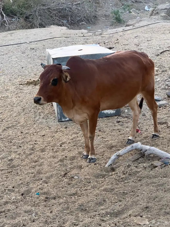 موقع حداد بني مالك جنوب الطايف 4