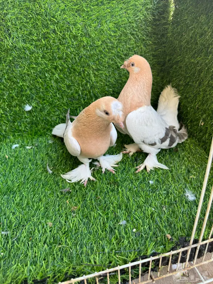 جوز تركي اورفلي 2