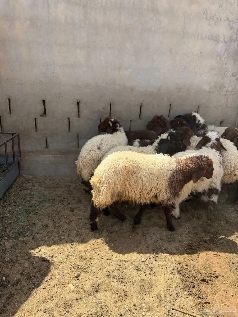بهم نعيم فاخر 2