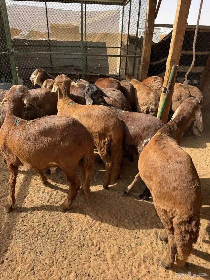 سواكن مرابي طيبه 0