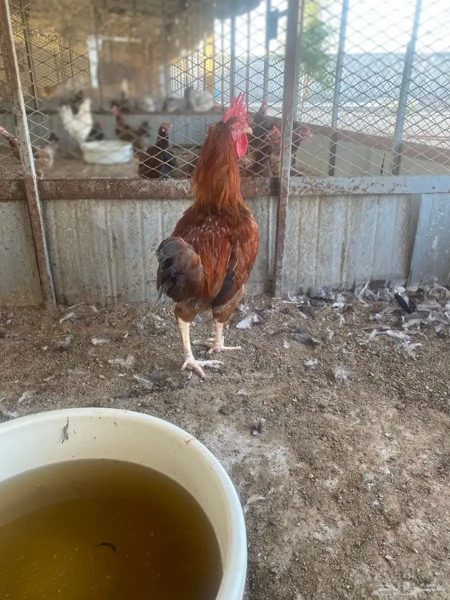 ديوك فرنسي 3