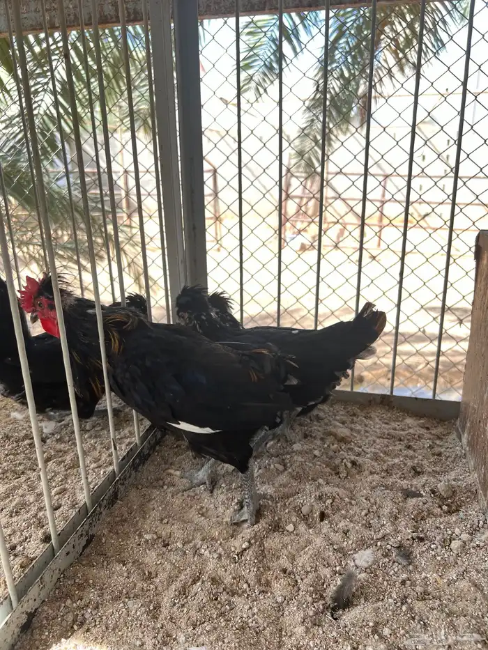 اطقم دجاج كويتي البطريق مستويات فاخرة وألوان مميزة 4