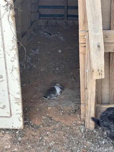 ارانب نبيع جمله وتفريد 2