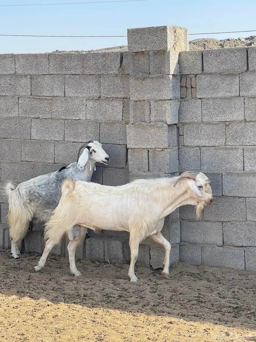 تيوس فحول 1