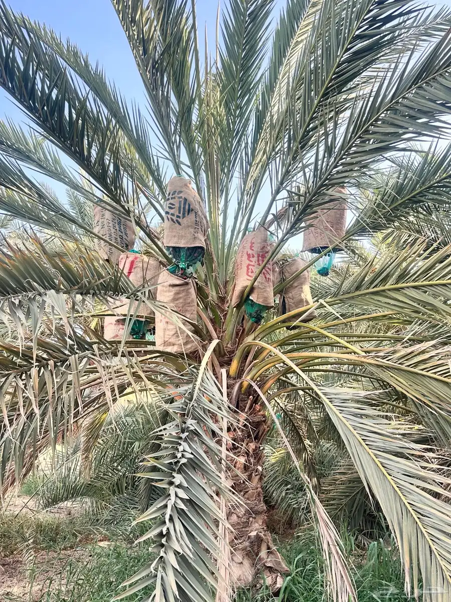 صيف نخل برني وعجوة 4