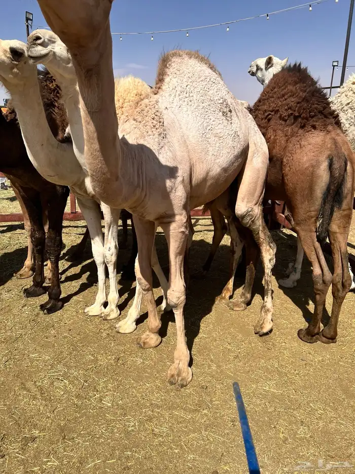 قعدان كفو بلدي 5