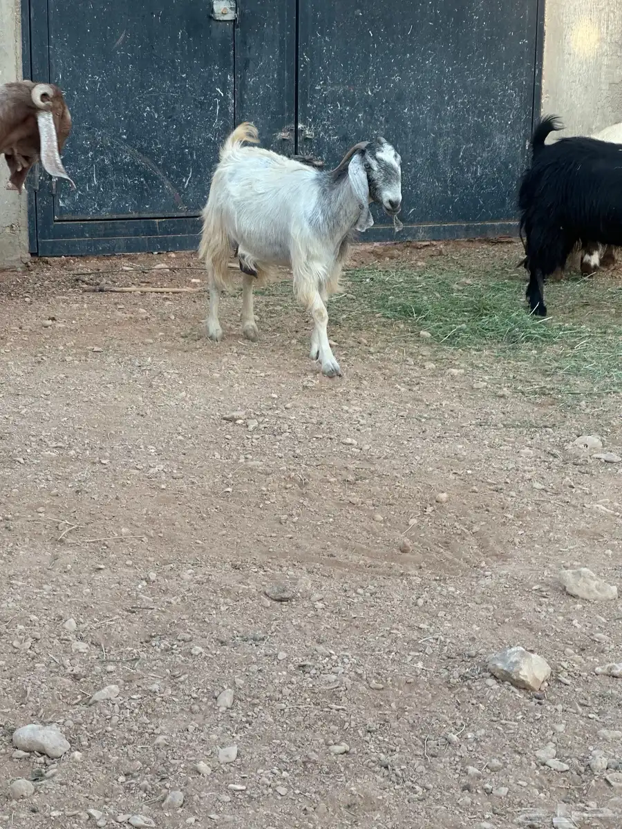 عنز حايل للبيع 1