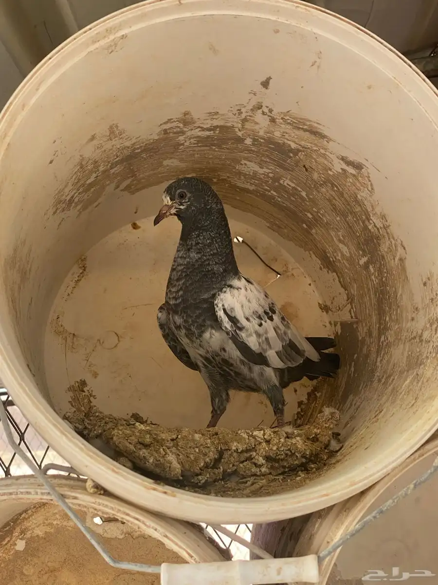 طبات باكستاني 12