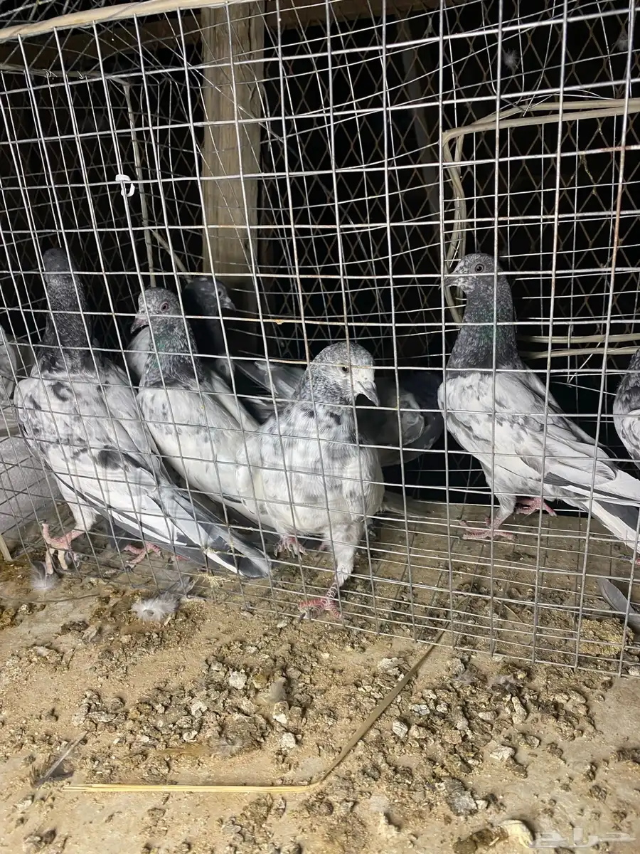 طبات باكستاني 26