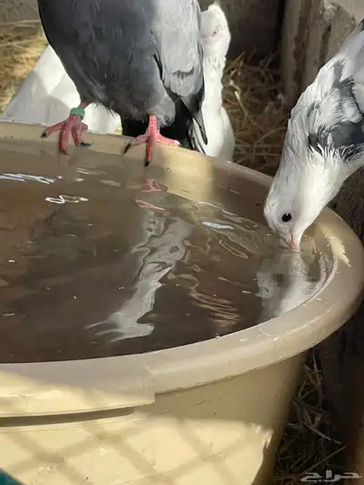 حمام قطيفي قلاب جو أساسات 15