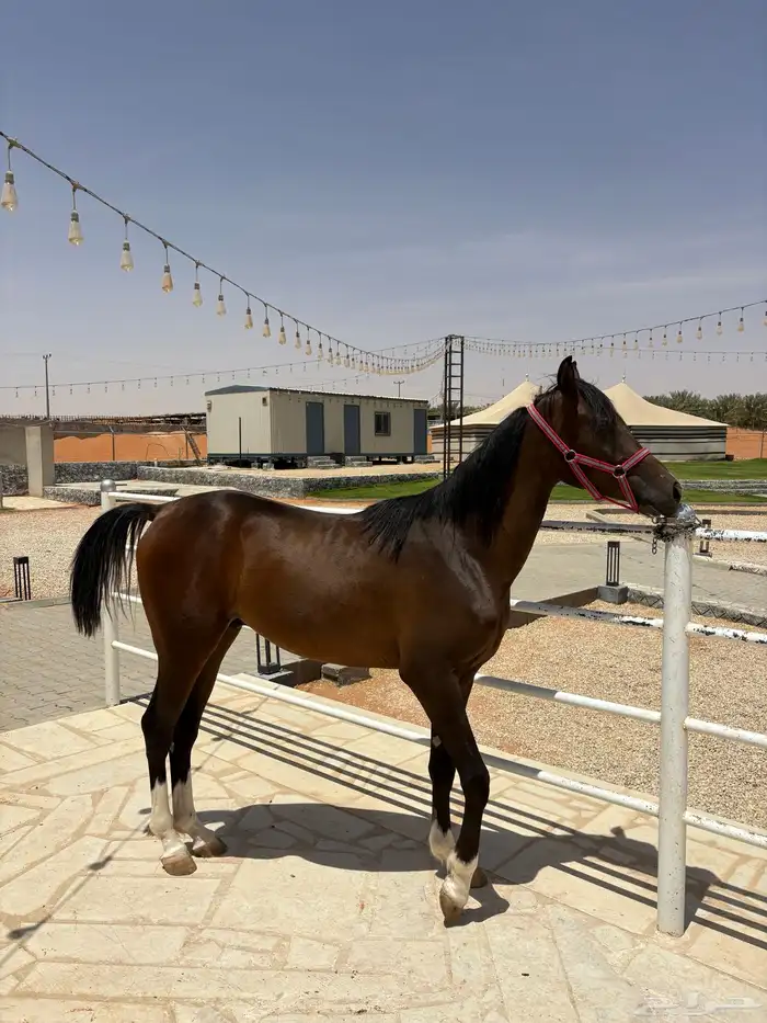 مهر واهو حفيد ابطال 2